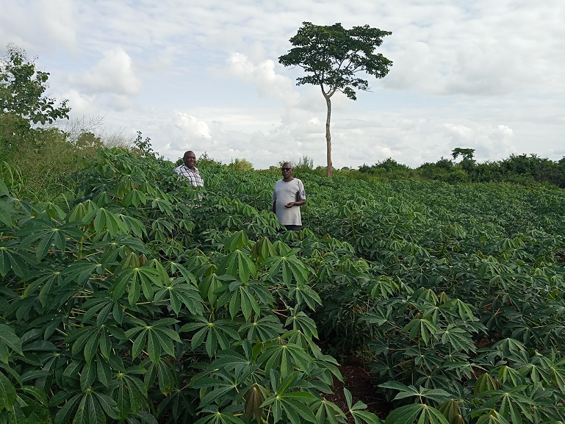14-Week-Old Cassava